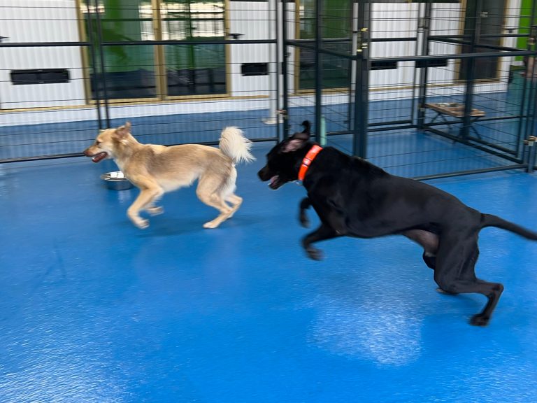 processed-00DD2F5E-58C3-4E62-B7A0-A8F9DF89026E-7B3DDD3F-4C80-4520-B596-A4F0B17DF245