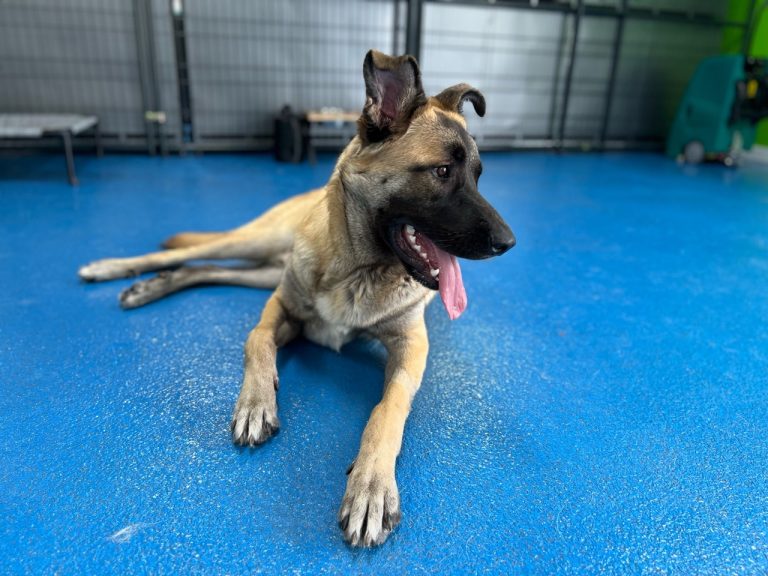 Happy Dog Resort-All photos-53575193075