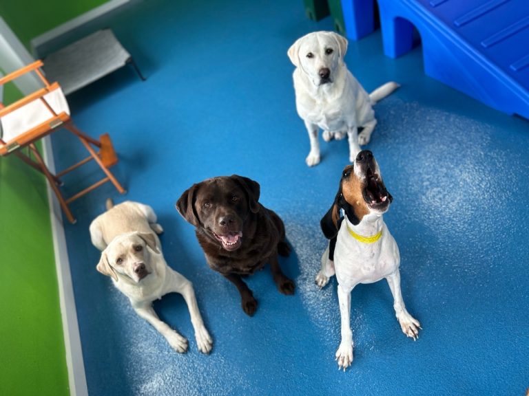 Happy Dog Resort-Social Media Images-53599254945